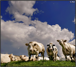 Cows by Edgar Thissen